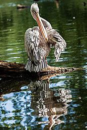 终极生存模拟游戏《Surviving the Aftermath》 “专家”和“科技树”介绍